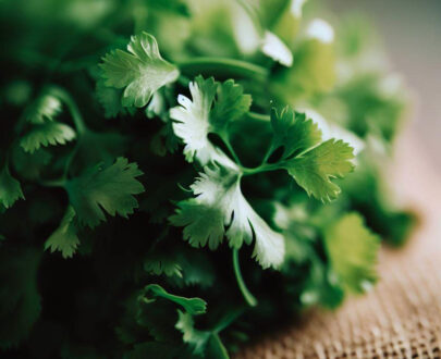 cilantro