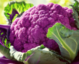 Coliflor morada