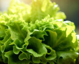 Lechuga batavia