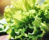Lechuga hoja de roble