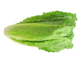 Lechuga romana