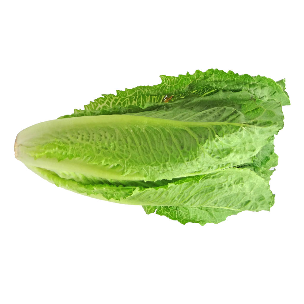 Lechuga romana