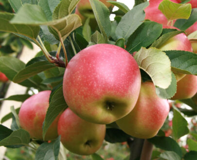 Manzanas Kanzi