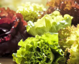 Mezclum lechugas