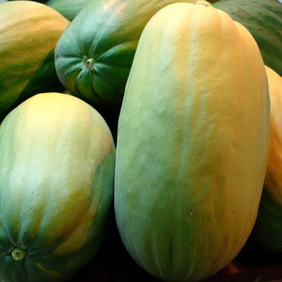 Papaya grande o papayon