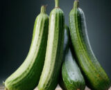 pepino holandes