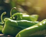 Pimiento verde italiano