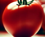Tomate bola