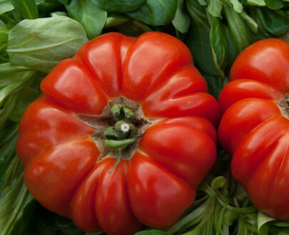 Tomate Raf
