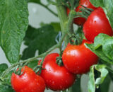 Tomate rama