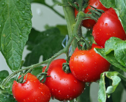 Tomate rama
