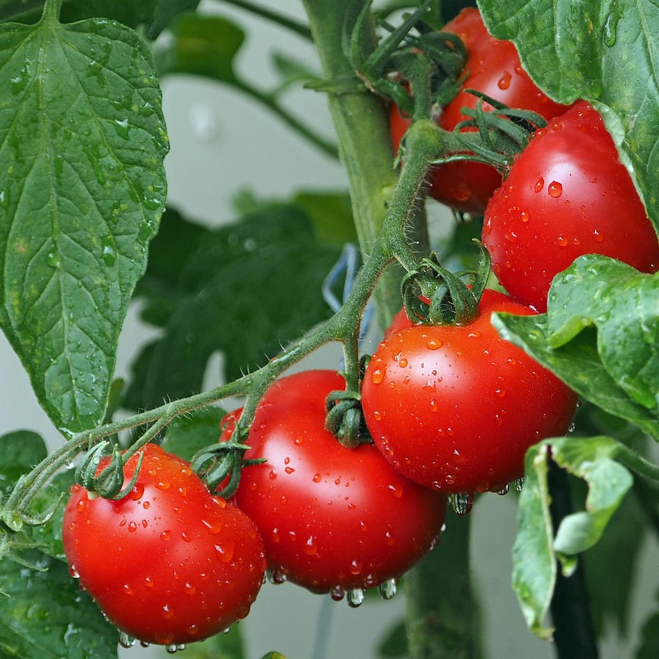 Tomate rama