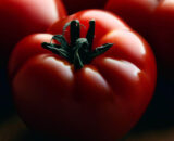 Tomate rebelion