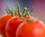 Tomate rojo