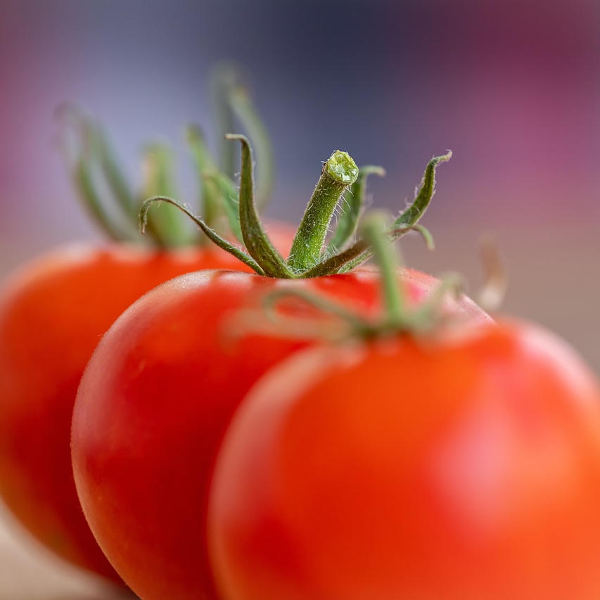 Tomate rojo