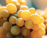 uva-moscatel